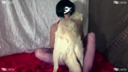 Dogs porn возбужденная дамочка сосет у собаки красного