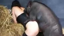 Pig zoo крутой секс со свиньей