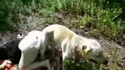 Sex dogs потаскуха с классной задницей пошпилилась с псиной в лесу порнозоо видео